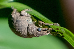 Pseudocneorhinus bifasciatus