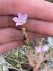 Drosera filiformis