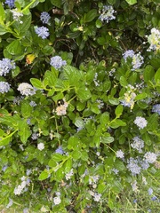 Ceanothus gloriosus