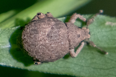 Pseudocneorhinus bifasciatus