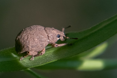 Pseudocneorhinus bifasciatus