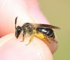 Andrena fulvida