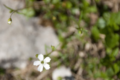 Heliosperma pusillum
