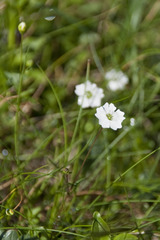 Heliosperma pusillum