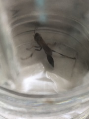 Sceliphron caementarium