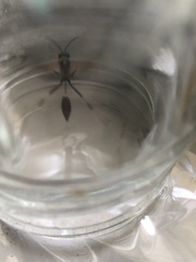 Sceliphron caementarium