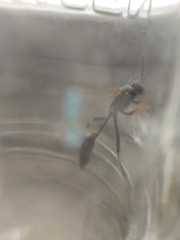 Sceliphron caementarium