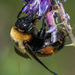Nevada Bumble Bee - Photo (c) Paule Hjertaas, some rights reserved (CC BY-NC), uploaded by Paule Hjertaas