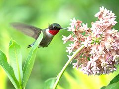 Ruby-Throated Hummingbird photo 2