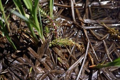 Hippuris vulgaris