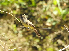 Myiarchus ferox
