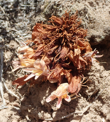 Aphyllon californicum feudgei
