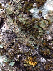 Physconia americana