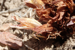 Aphyllon californicum feudgei