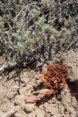 Aphyllon californicum feudgei