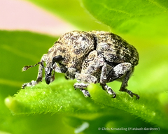 Acanthoscelidius acephalus