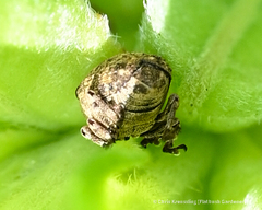 Acanthoscelidius acephalus