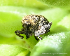 Acanthoscelidius acephalus