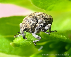 Acanthoscelidius acephalus