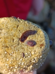 Notocomplana chierchiae