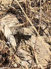 Calliptamus barbarus