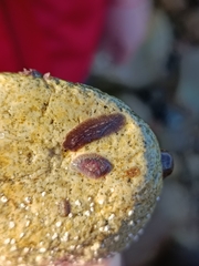 Notocomplana chierchiae