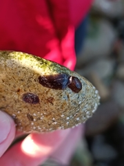 Notocomplana chierchiae