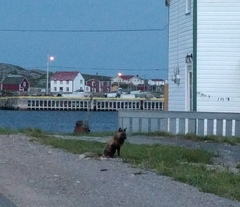 Vulpes vulpes deletrix