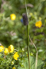 Phleum alpinum