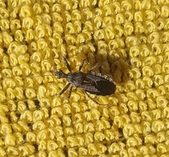 Rhynocoris erythropus