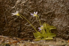 Pinguicula hirtiflora