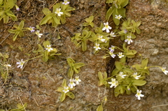 Pinguicula hirtiflora