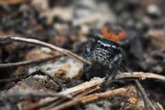 Phidippus pompatus