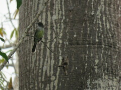 Myiarchus ferox