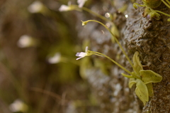 Pinguicula hirtiflora