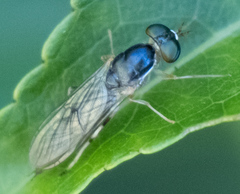 Merosargus caeruleifrons