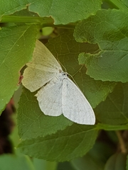 Scopula ternata