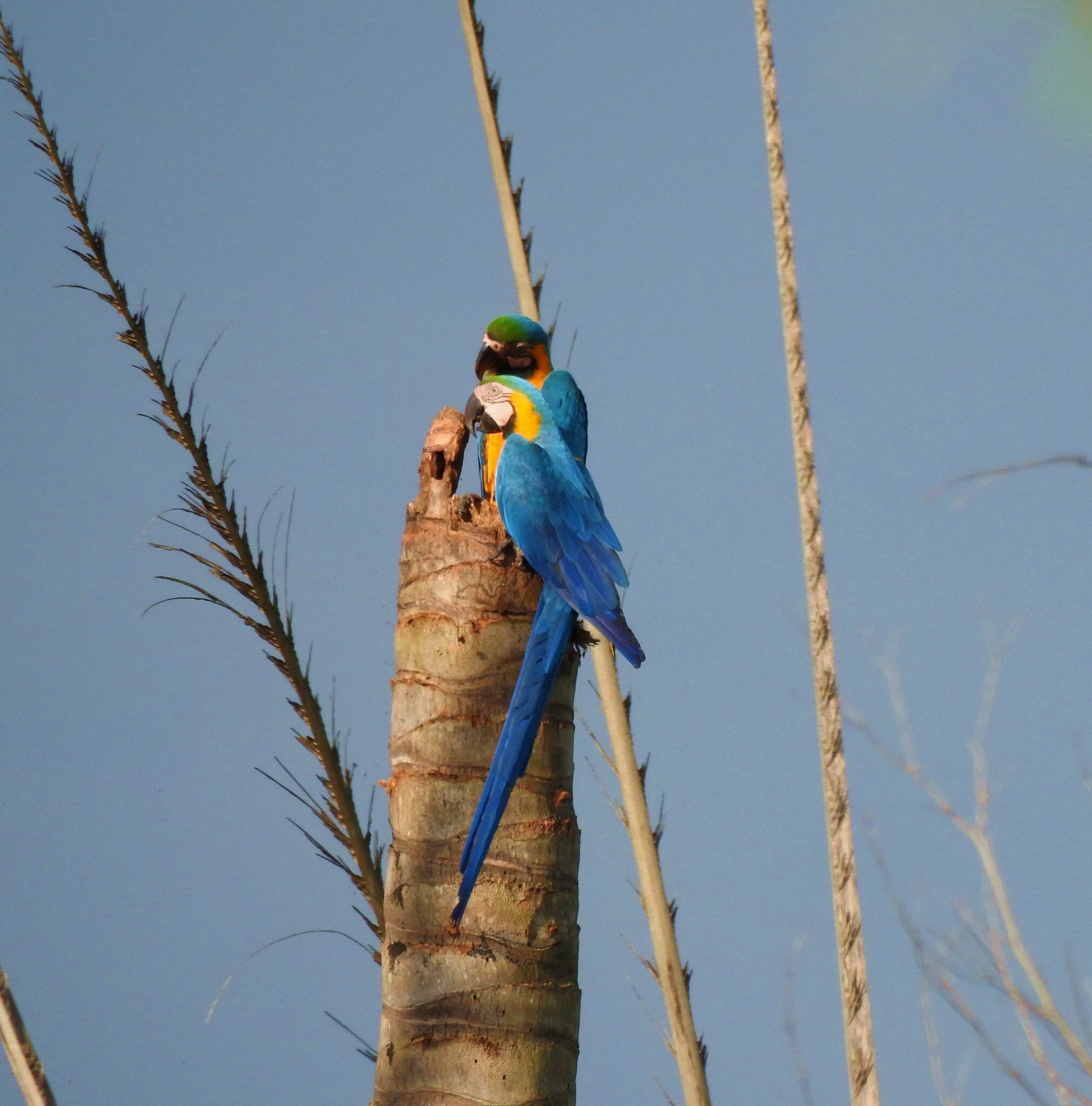Blue-and-yellow Macaw