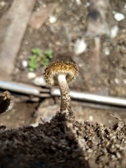 Lentinus