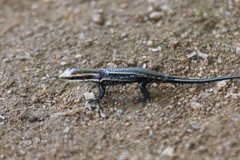 Eutropis greeri