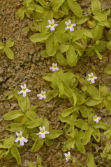Pinguicula hirtiflora