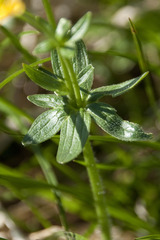 Ranunculus montanus