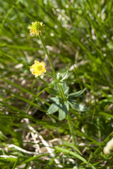 Ranunculus montanus
