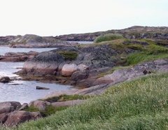 Vulpes vulpes deletrix