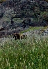 Vulpes vulpes deletrix