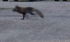 Vulpes vulpes deletrix