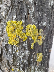Xanthoria parietina
