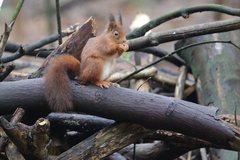 Sciurus vulgaris