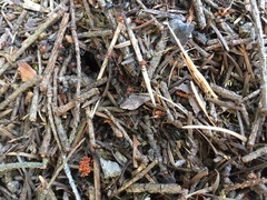 Formica obscuripes