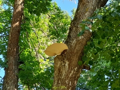 Cerioporus squamosus